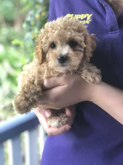 Absolutely lovable gold Bichoodle puppy dog held in arms at Puppy Shack Brisbane.